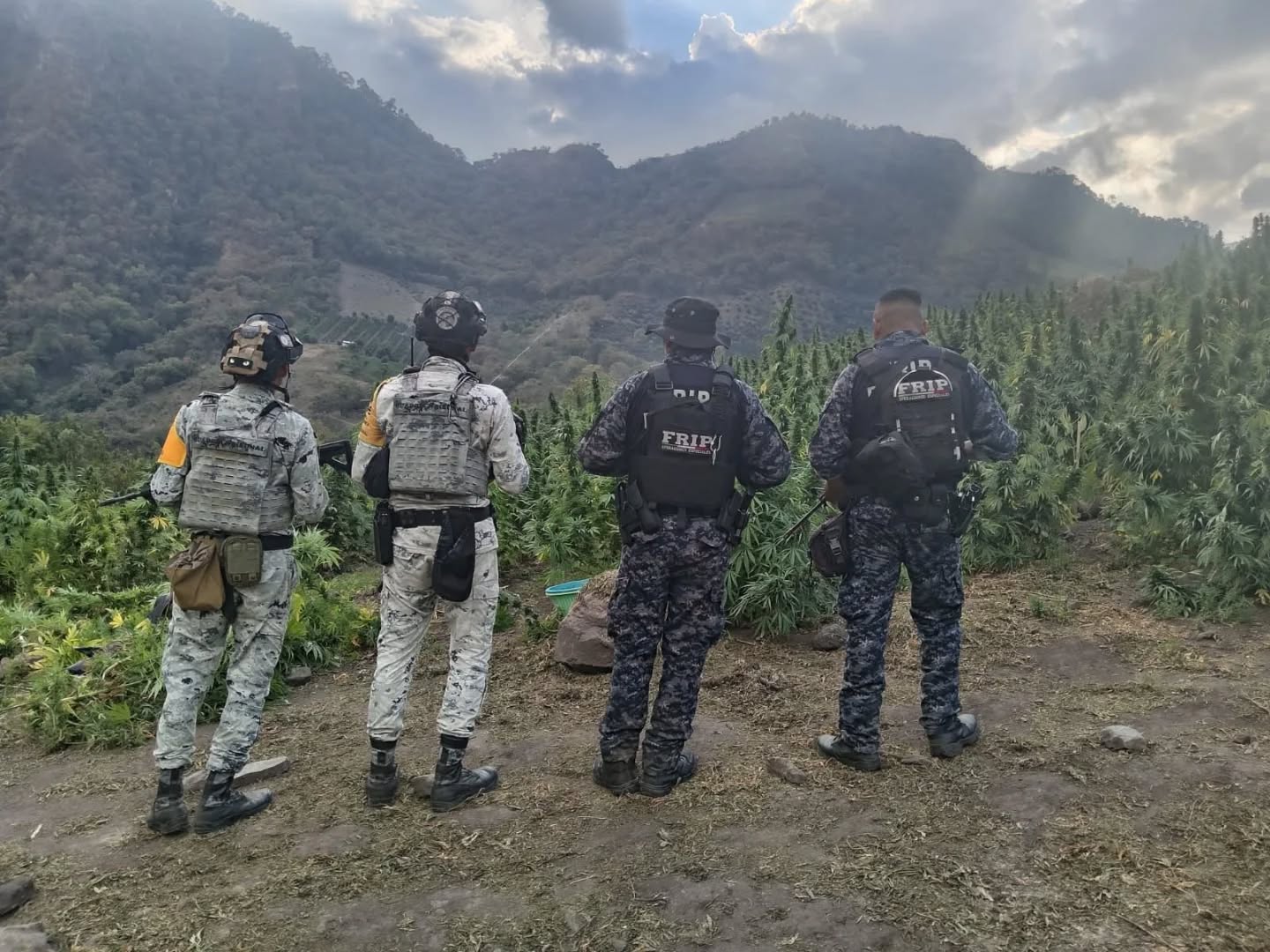 SSP y FGE localizan y destruyen plantíos de marihuana en Rincón Chamula, San Pedro