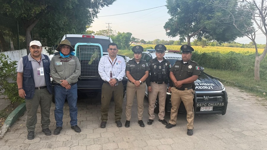 En operativo interinstitucional realizan decomiso de ejemplar de loro cabeza amarilla en Boca del Cielo